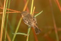Capped Seedeater - Sporophila bouvreuil