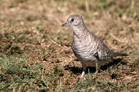 Scaled  dove   -   Columbina  squammata   -   Tortora  squamata