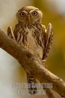 Pearl spotted Owlet stock photo