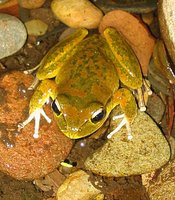 : Litoria lesueurii; Lesueur's Frog