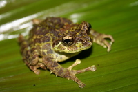 : Rhacophorus everetti; Mossy Tree Frog