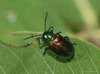 : Chrysochus auratus; Dogbane Beetle