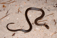 : Diadophis punctatus stictogenys; Mississippi Ring-necked Snake