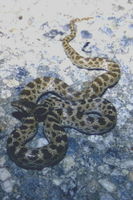 : Hypsiglena torquata nuchalata; California Night Snake