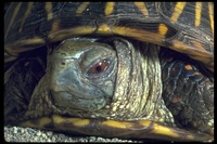 : Terrapene ornata ornata; Ornate Box Turtle