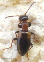 Omonadus floralis - Narrownecked Grain Beetle