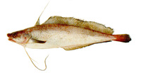 Urophycis brasiliensis, Brazilian codling: fisheries
