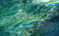 Selar crumenophthalmus, Bigeye scad: fisheries, gamefish, bait
