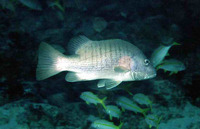Lutjanus agennes, African red snapper: fisheries, gamefish