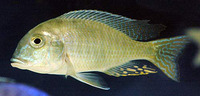 Lethrinops furcifer, Greenface sandsifter: aquarium