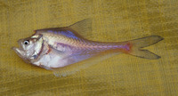 Kurtus gulliveri, Nurseryfish: fisheries, gamefish