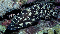 Epinephelus summana, Summan grouper: fisheries