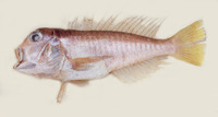 Branchiostegus doliatus, Ribbed tilefish: