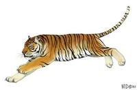 Image of: Panthera tigris (tiger)