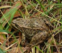 Image of: Rana luteiventris (Columbia spotted frog)