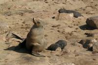 Arctocephalus pusillus - South African Fur Seal