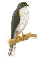 Image of: Accipiter minullus (African little sparrowhawk)