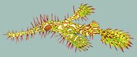 Image of: Solenostomus paradoxus (shortbodied pipefish)