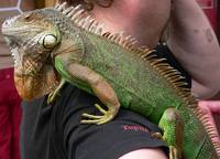 Iguana iguana - Common Green Iguana