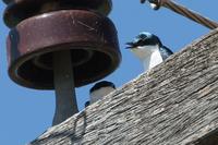 White-winged  swallow   -   Tachycineta  albiventer   -