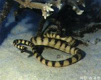 먹대가리바다뱀 Hydrophis melanocephalus