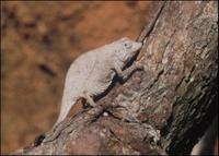 Pitted pigmy chameleon, Rhampholeon temporalis