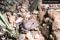 : Alytes obstetricans boscai; Midwife Toad