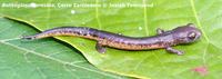 : Bolitoglossa oresbia; Salamandra de Zarciadero