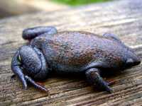 : Elachistocleis erythrogaster; Red-bellied Oval Frog