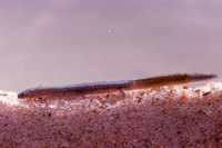 : Eurycea tynerensis; Oklahoma Salamander