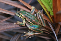 : Litoria aurea; Green And Golden Bell Frog