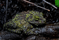 : Theloderma corticale; Mossy Frog