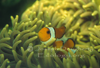 : Amphiprion ocellaris; Common Clownfish;