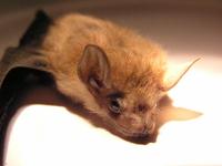 : Emballonura nigrescens; Solomon Sheathtail Bat