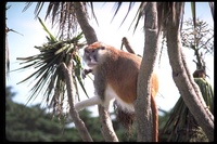 : Erythrocebus patas; Patas Monkey, Red Guenon