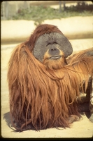 : Pongo sp.; Orangutan