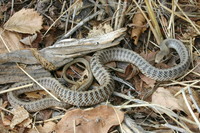 : Salvadora hexalepis; Western Patch-nosed Snake