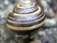 : Cepaea nemoralis; Grove Snail