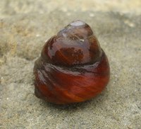 : Tegula brunnea; Brown Turban Snail