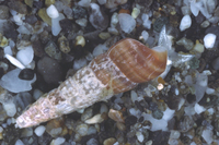 : Turbonilla sp.; Snail