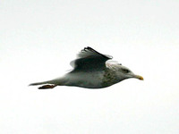 Thayer's Gull. 14 October 2006. Photo by Tim Shelmerdine