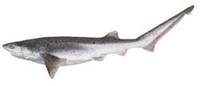 Broadnose Shark - Notorynchus cepedianus
