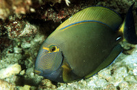 Acanthurus dussumieri, Eyestripe surgeonfish: fisheries, aquarium