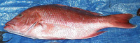 Lutjanus campechanus, Northern red snapper: fisheries, gamefish