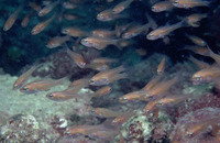 Apogon affinis, Bigtooth cardinalfish: