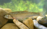 Leuciscus cephalus, European Chub: fisheries, gamefish