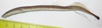 Eudontomyzon mariae, Ukrainian brook lamprey: bait