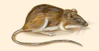 Image of: Heteromys desmarestianus (Desmarest's spiny pocket mouse)