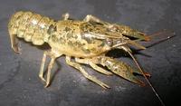 Image of: Orconectes virilis (virile crayfish)