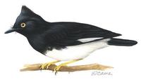 Image of: Bias musicus (black-and-white shrike-flycatcher)